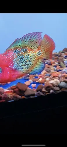 起头蓝眼古典孔雀-罗汉鱼圈-龙巅