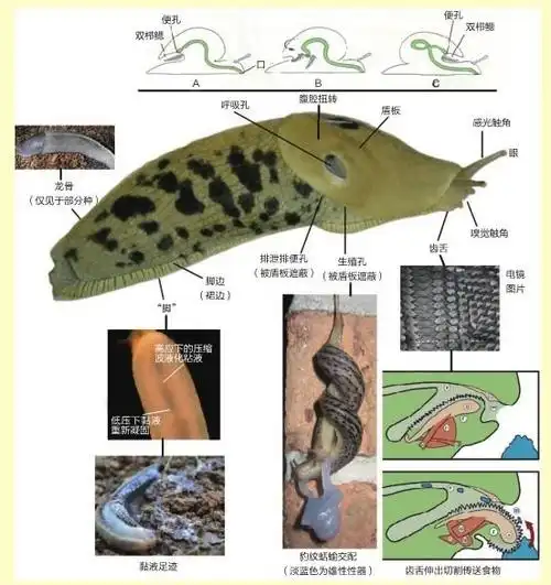 脏兮兮的鼻涕虫原来全身都很神奇