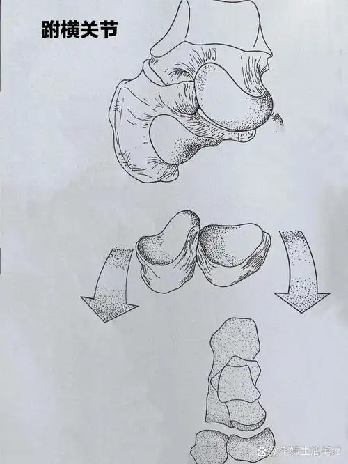 足中部:跗横关节,跗横关节囊及韧带 8215足中部: 跟骨与距骨前部