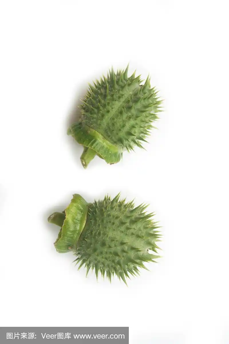 曼陀罗的绿色多刺果实在白色上.魔鬼的喇叭