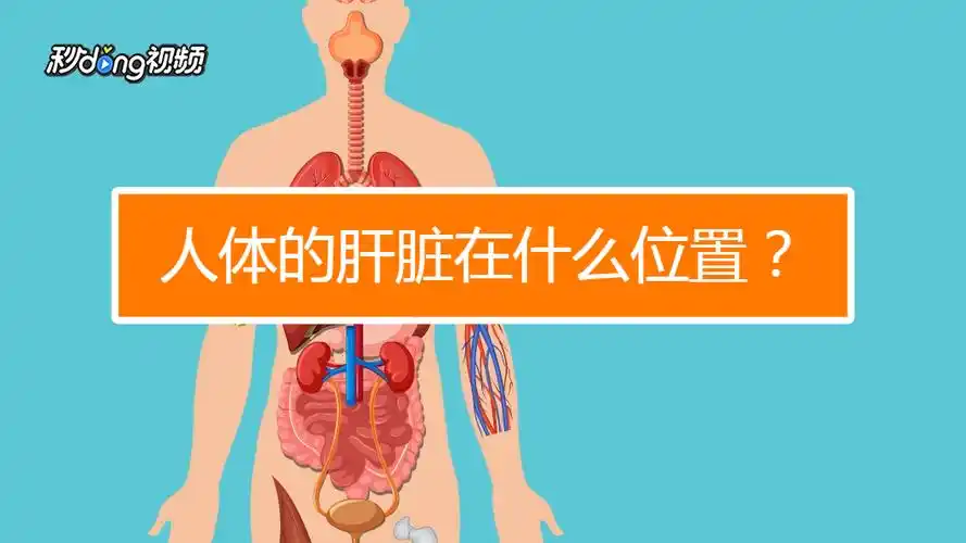 人体的肝脏在什么位置