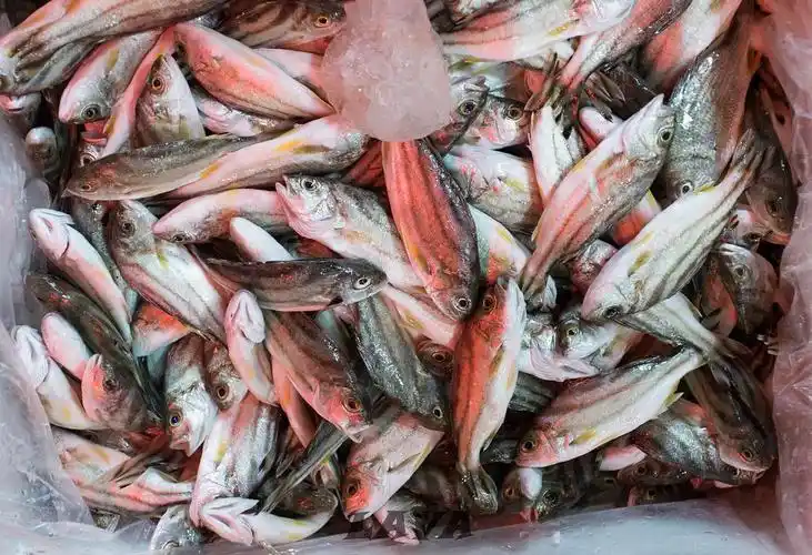 潮汕市场(我家)常见鱼图鉴