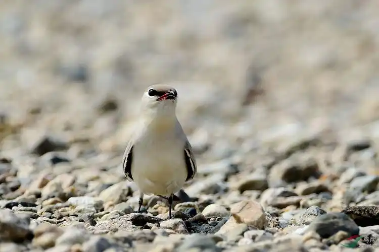 云南盈江拍摄黄嘴河燕鸥灰燕鸻告知
