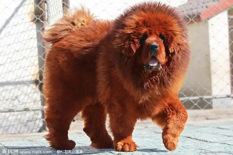 p>狮头藏獒,犬科犬属的动物,藏獒的一种,毛长,灵活,性烈,善斗,体形