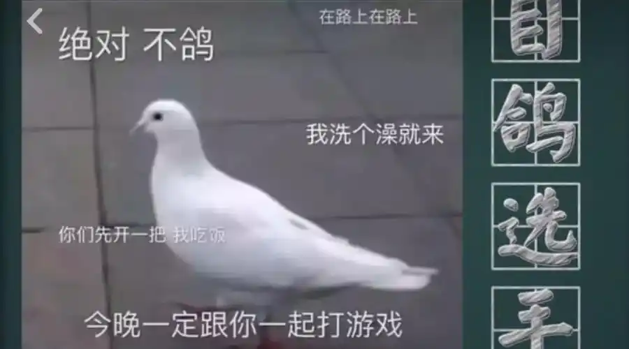 自鸽选手是什么梗图