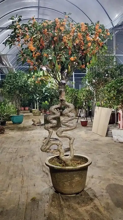 精品小叶檀香桂.花苞爆满