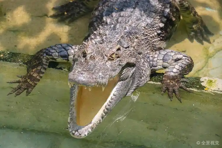 鳄鱼_张嘴_高清图片_全景视觉