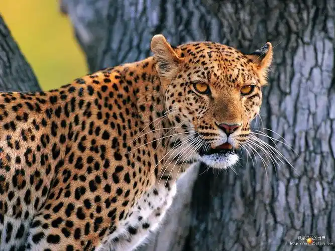 剑游天涯-豹子图片(凶猛) [53张]