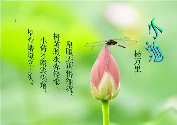 小荷才露尖尖角,早有蜻蜓立上头.