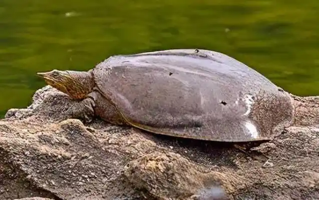 珍珠鳖是什么动物?