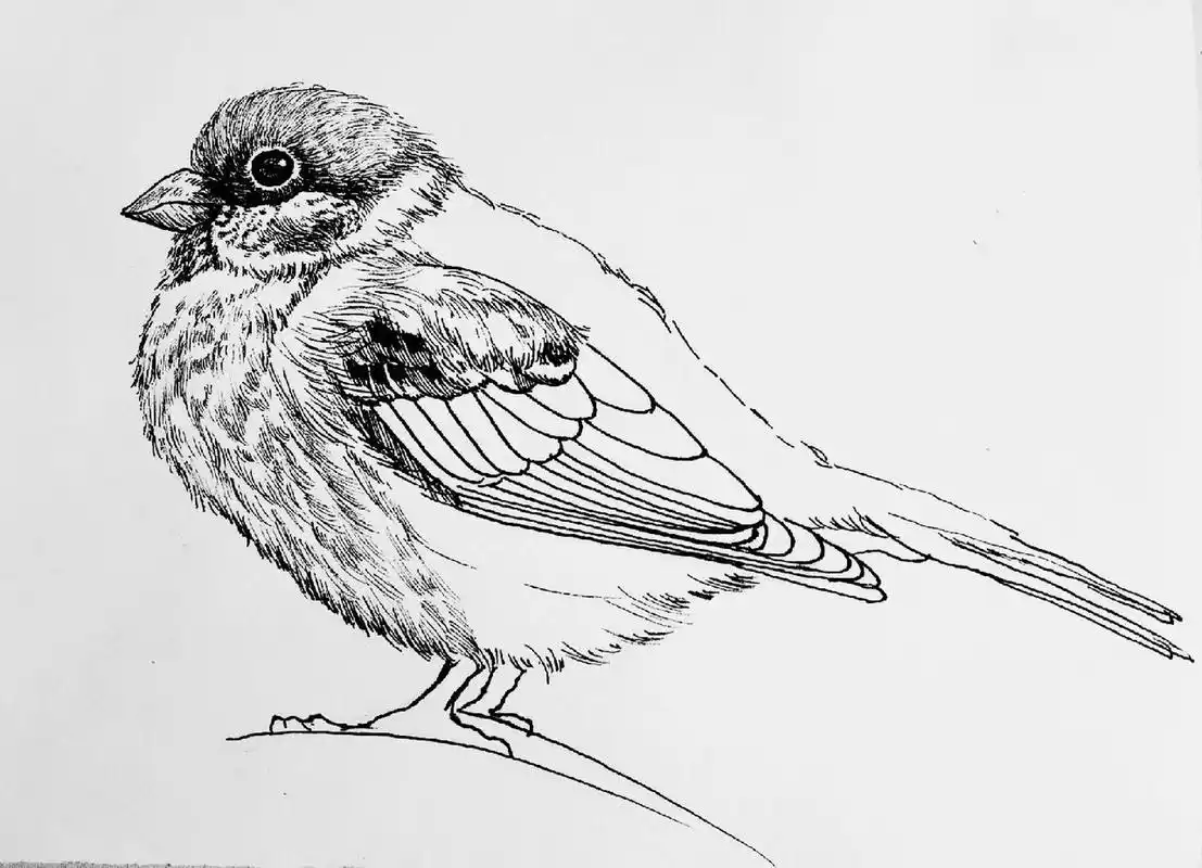 黑白线描写生动物—麻雀(包含绘画详过程) 疫情画画日常～ 67没回