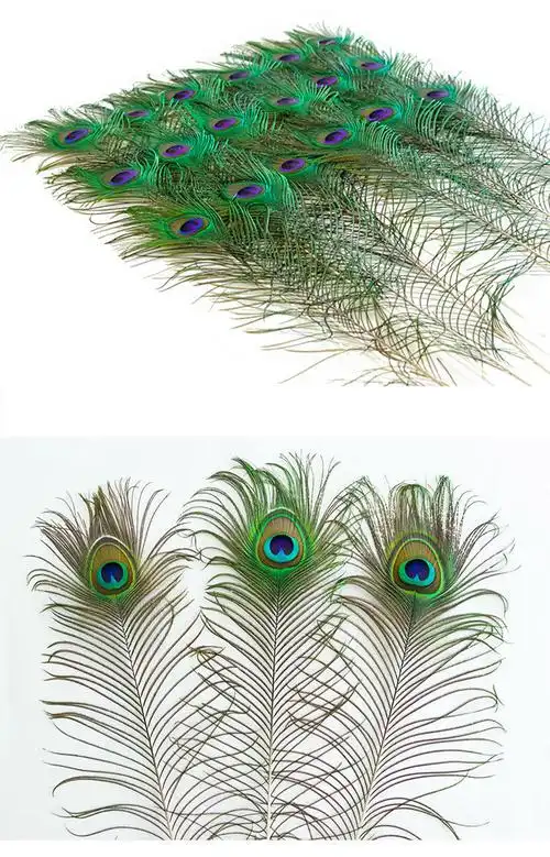 孔雀尾羽毛真孔雀羽毛翎尾大眼睛diy饰品家居摆设客厅婚庆花瓶装饰品