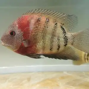 卡瑞尔帝王虎斑菠萝鱼