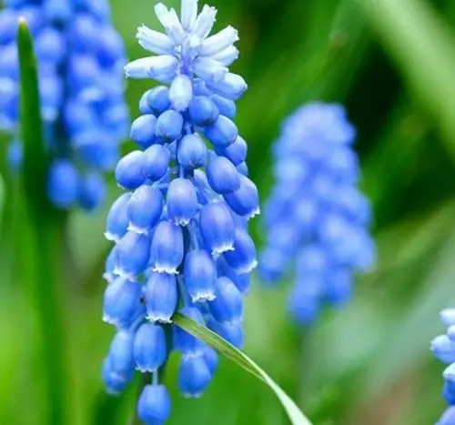 蓝色风信子:风信子所具有的繁殖方法主要是分球繁殖zhouyayo2,在育种