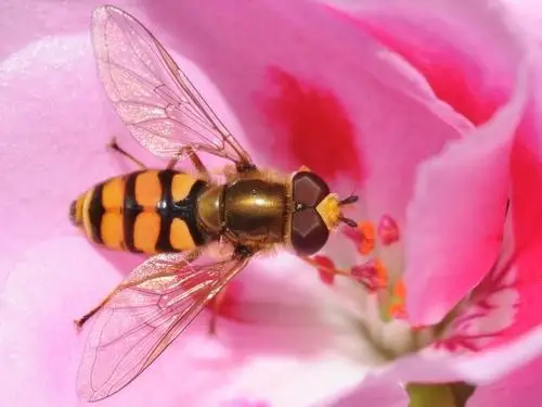 益虫的资料(益虫的资料和图片大全)