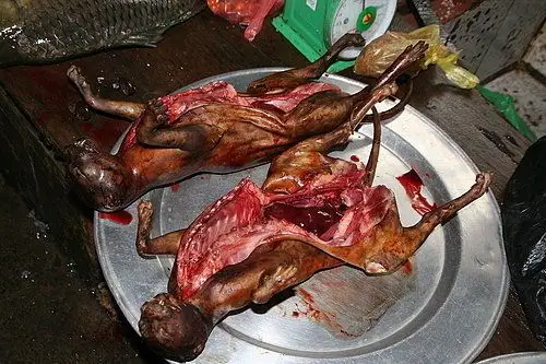 世界最爱吃猫肉的国家,一年吃掉400百万只,一度将猫吃到灭绝