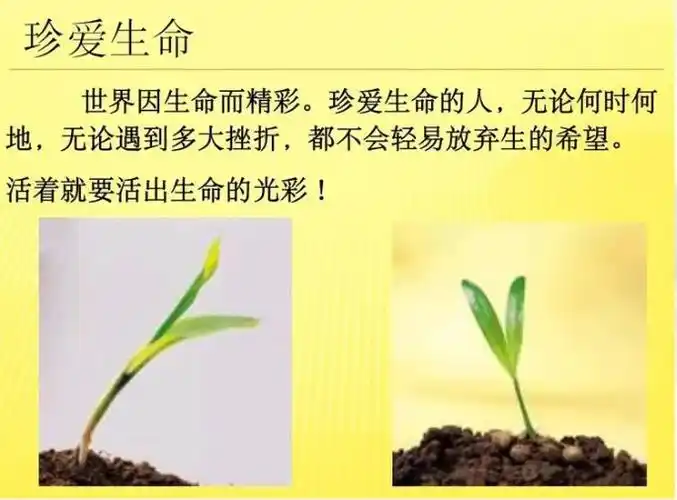 珍爱生命 热爱生活 ——五年六班主题教育活动 - 美篇