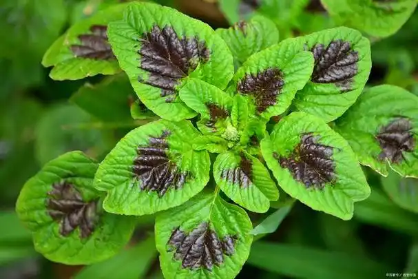 这几类人最好不要吃野苋菜