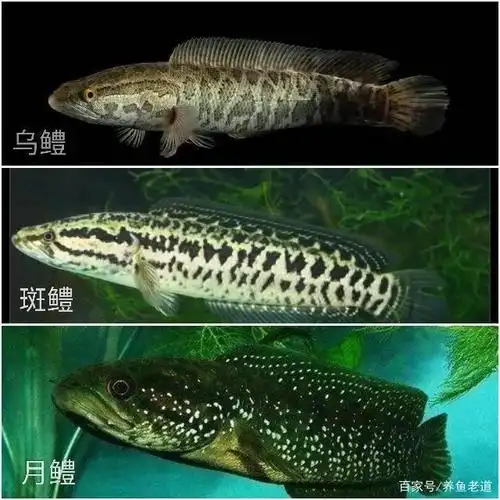 颜值很高,性格霸气,既可食用,又可欣赏的一种国内雷龙鱼