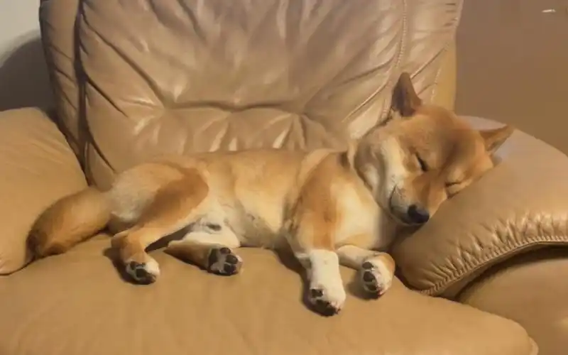 狗累了 狗真的累了 真的累成狗了