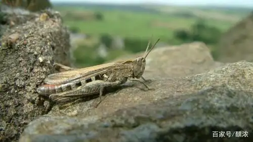 土蚂蚱(图片来自天堂图片网)