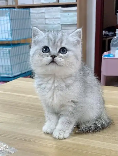 英短血统银渐层幼猫短毛小奶猫咪活物金渐层银点猫咪