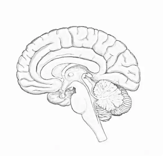 大脑新皮层和大脑皮层的关系?2.脑半球和二者的关系?3.