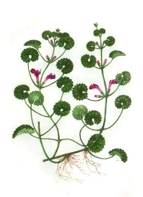 痛死人的带状疱疹蛇缠腰试试这些小偏方