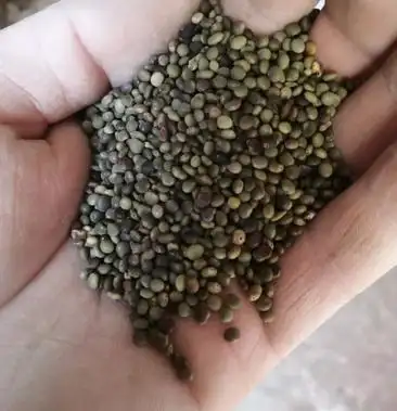 优质红皮甘草种子乌拉儿红皮