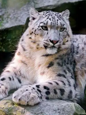 白雪豹手机壁纸