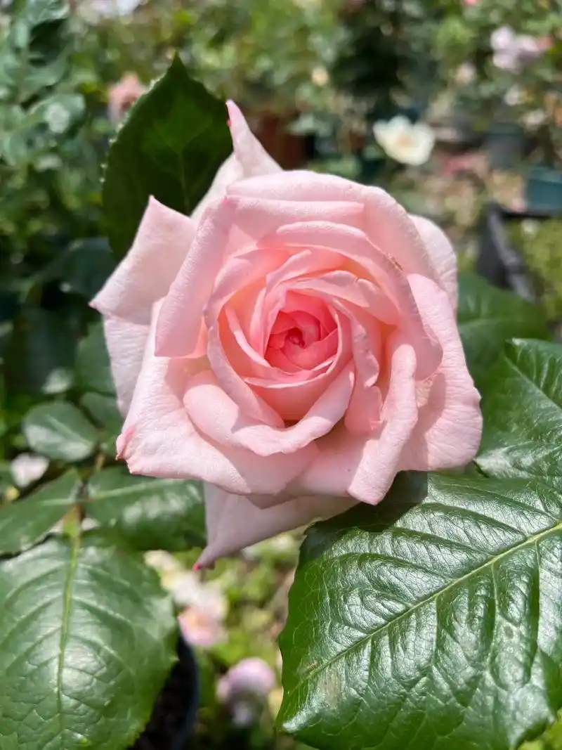 月季|粉荔枝/粉哈娜 花友称它花中刘亦菲 柔美的粉加浓浓荔枝香让它看