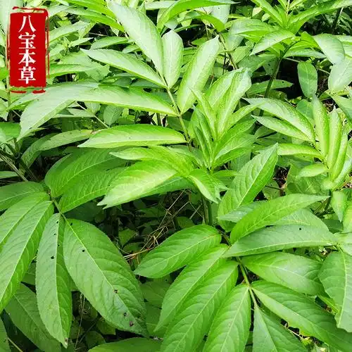 新鲜野生接骨草500g八棱麻大接骨丹陆英跌打扭伤风骨湿伤中草药材