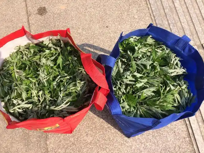 采摘艾草的季节