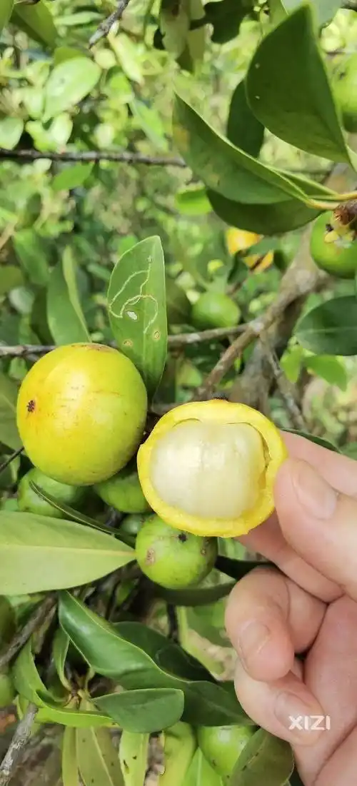 惠州有人发现罕见野果吃了最好别开口说话