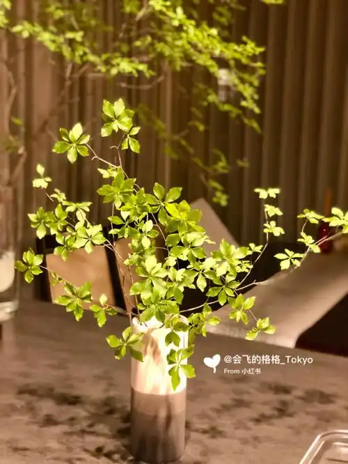 吊钟一棵秒变3盆