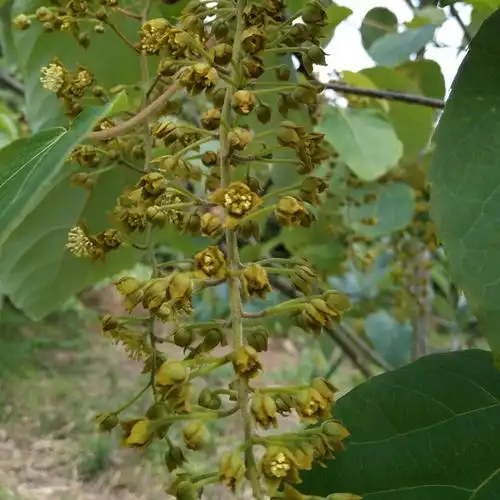 毛叶山桐子苗 长期供应各种规格优质山桐子苗,一二年苗,三四年大树