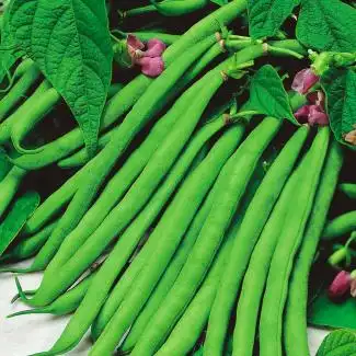 dwarf french bean tendergreen seeds