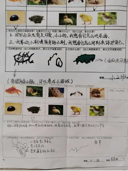 我们和乌龟的故事(上) ——小班5月,6月主题活动《我和我的小动物》微