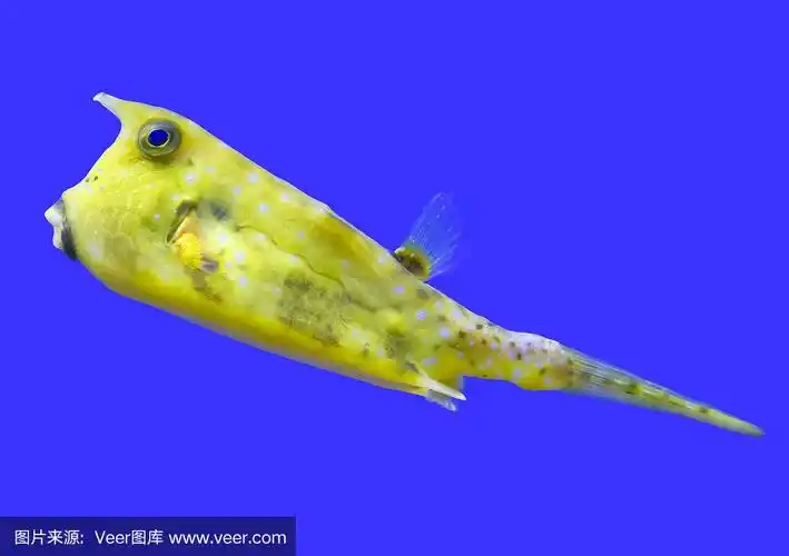 长角牛角鱼.愤怒的鱼.