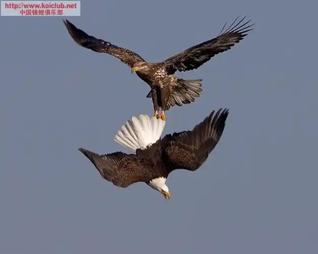 白头海雕与鹰在空中抢一条鱼的精彩瞬间