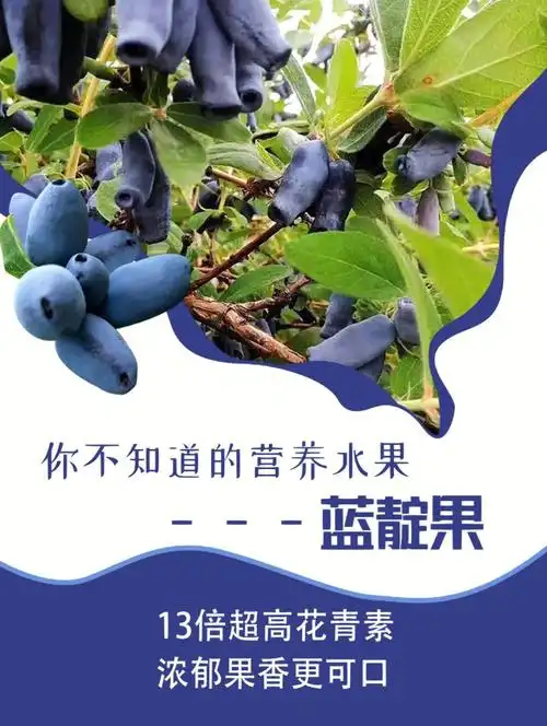 你不知道的营养水果蓝靛果