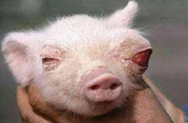 核辐射有多恐怖4张动物变异图片曝光触目惊心