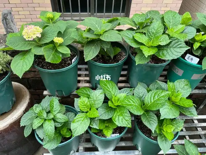 12月4日 记录绣球花的成长