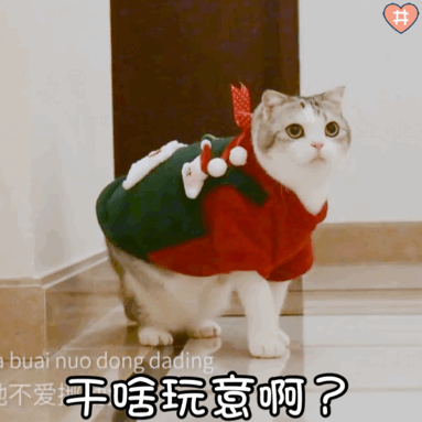 猫咪表情包动图小泡芙表情包动图