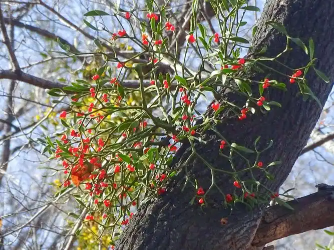 冬青,学名槲寄生.冰天雪地的森林中,点缀的一点绿色.