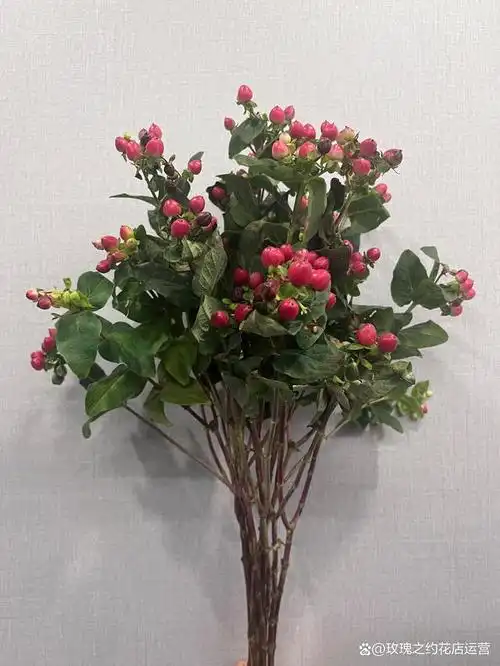 火龙珠,学名红果金丝桃,又叫红豆是一种多年生灌木植物,属于观果切花