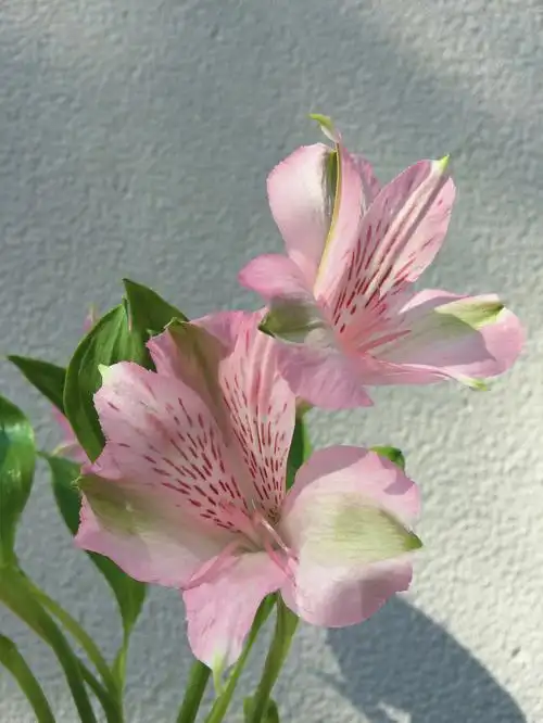 带你每天认识一种鲜花7六出花