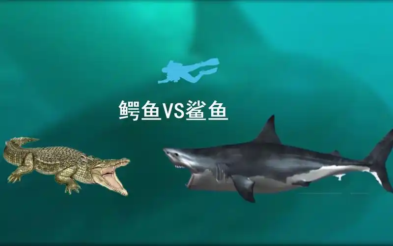 大型鳄鱼与鲨鱼对比,看看谁"发育"得更好些