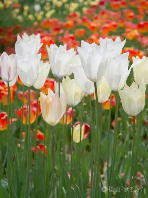 春天花园里盛开着五颜六色的郁金香花