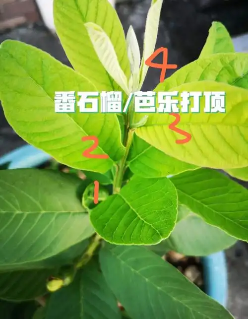 关于番石榴芭乐种植过程中打顶的问题